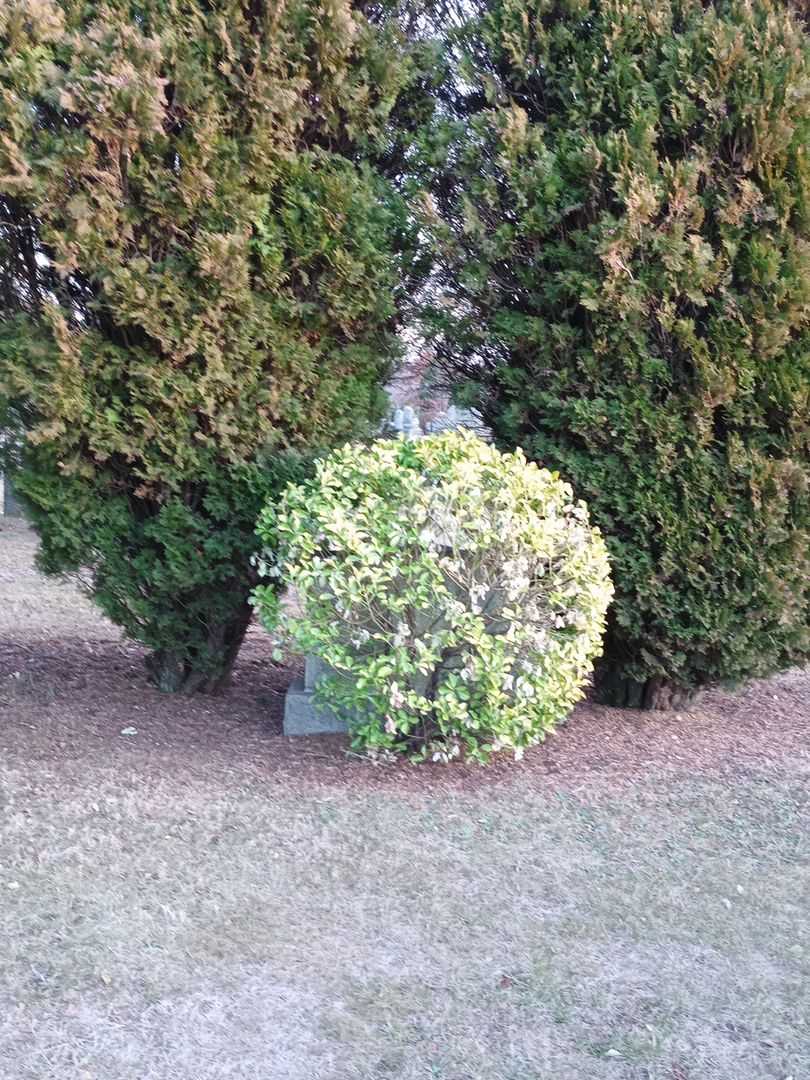 Emma Abrams's grave. Photo 1
